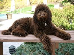 Complete Guide On Labradoodle Size And Weight Labradoodles