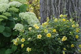 15 Companion Plants For Roses Great