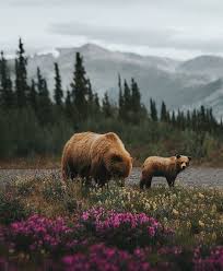 grizzly bears bear cute canada