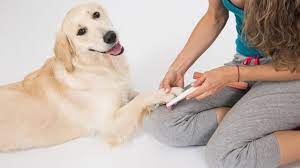nail filing for dogs part 3 filing nails