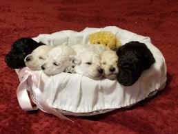blissful toy poodles teacup toy and