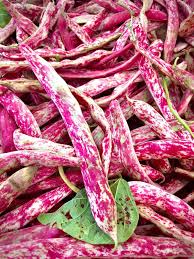 tips for growing cranberry beans