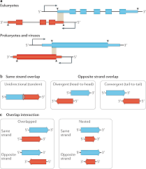 overlapping genes in natural and