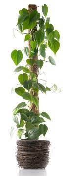 The stretchy tie material is easy to cut or tear apart and is soft enough to use on young stems. How To Support Climbing Houseplants Indoors