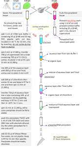 double lysis an integrative time