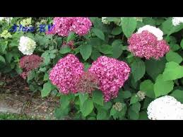 Herbstlicher blumenschmuck für balkon und terrasse: Pflegeleichte Bluhende Winterharte Pflanzen Fur Den Garten Ansicht Youtube