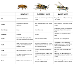 Bees Vs Wasps Comparison Chart Perth Pest Control