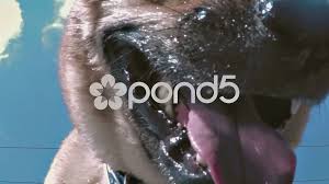 wet dog mouth in slow motion stock