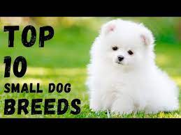 top 10 small dogs in india