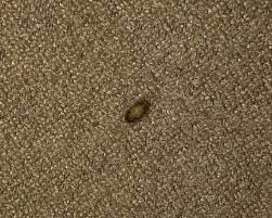 is that a carpet beetle in my bed well