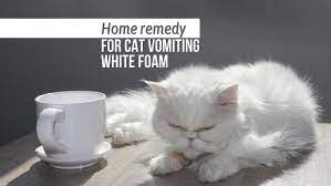 4 home remes for cat vomiting white foam