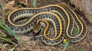 The body of the brown water snake is quite bulky. Black And Yellow Snake Texas What Snake Did You Just See