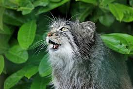 Today the population is restricted to iucn status: Top 10 Lesser Known Wild Cats In The World The Mysterious World