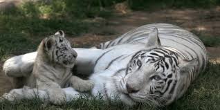 Resultado de imagen para tigre blanco