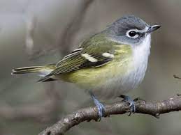 Identify birds in north america for bird watching or as a bird guide. Winter Backyard Birds South Carolina Wildlife Federation