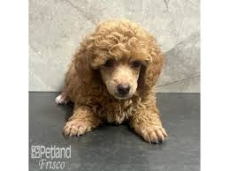 toy poodle dog female red 4215580