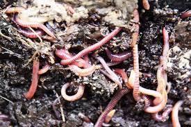 increase earthworms in your soil