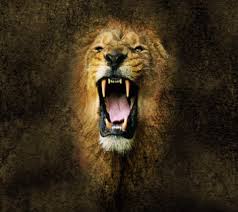 angry lion face wallpapers wallpaper cave