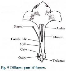 Sexual Reproduction In Flowering Plants With Diagram Botany