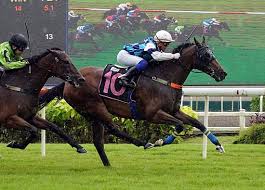 singapore turf club horse racing