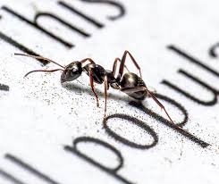 how to get rid of sugar ants