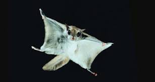 Southern Flying Squirrel From Nc Wins Ncpedia