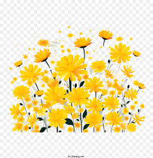 yellow flowers flowers daisies yellow