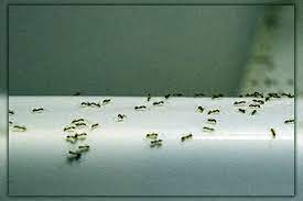 tiny ants in your kitchen around the