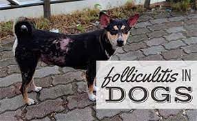 folliculitis in dogs symptoms