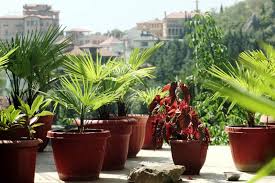 30 types of potted palm trees suitable
