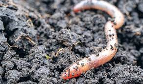 worms garden pests diseases