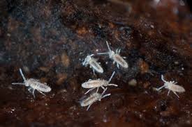 how to get rid of springtails do my own