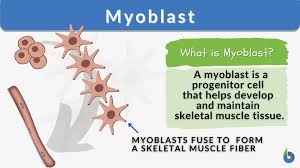 myoblast definition and exles