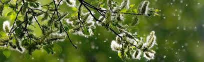 Allergie au pollen et rhume des foins : symptômes, diagnostic, traitements