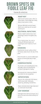 common fiddle leaf fig problems with