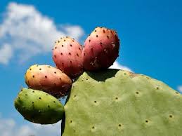 health benefits of cactus tuna fruit