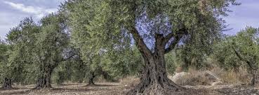 Growing Olive Trees