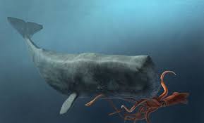 the colossal squid