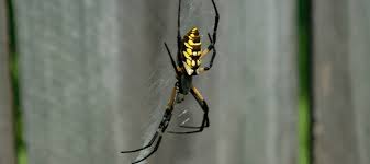 yellow garden spider harmful or