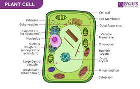 plant cell definition structure