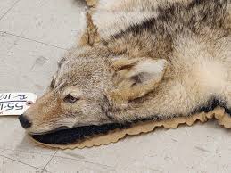 nice coyote rug taxidermy proxibid