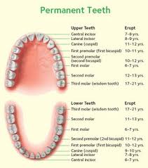 Chart Permanent Teeth