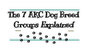 The 7 Akc Dog Breed Groups Explained