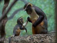 Where do you think new world monkeys come from? Monkeys Monkeys And More Monkeys Quiz 10 Questions