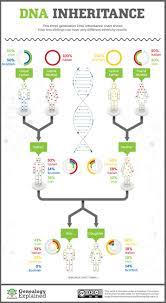 do siblings have the same dna genetics