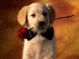 cutest puppy wallpapers wallpaper cave