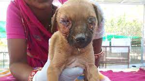 puppy nearly blinded with maggots in