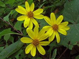 Helianthus decapetalus (Thinleaf sunflower) | Native Plants of North ...