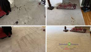 pet odor removal from carpets in