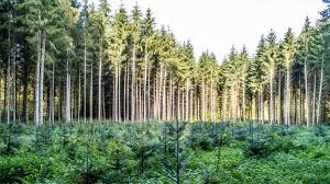 Reflorestamento: O que é, Tipos e Casos de Sucesso - Iberdrola